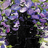 Purple Flowers Art